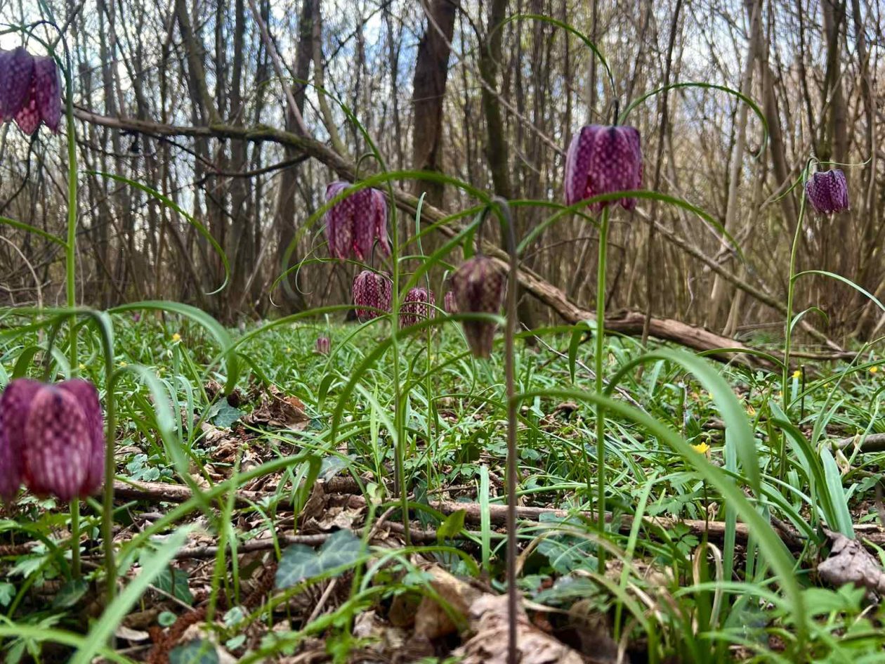 kockavica Marijan Kovač (5) kockavica Marijan Kovač (5)