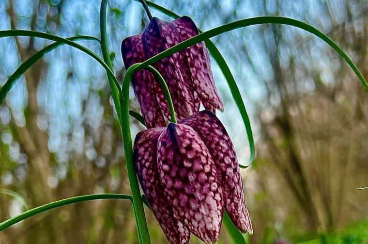 kockavica Marijan Kovač (6)