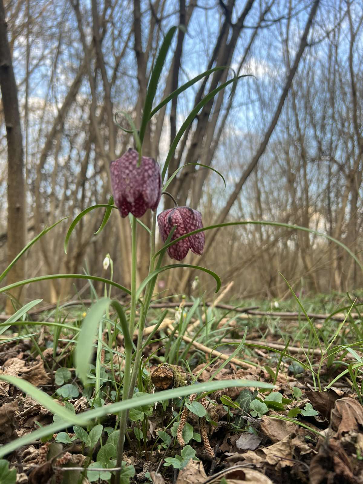 kockavica Marijan Kovač (7) kockavica Marijan Kovač (7)