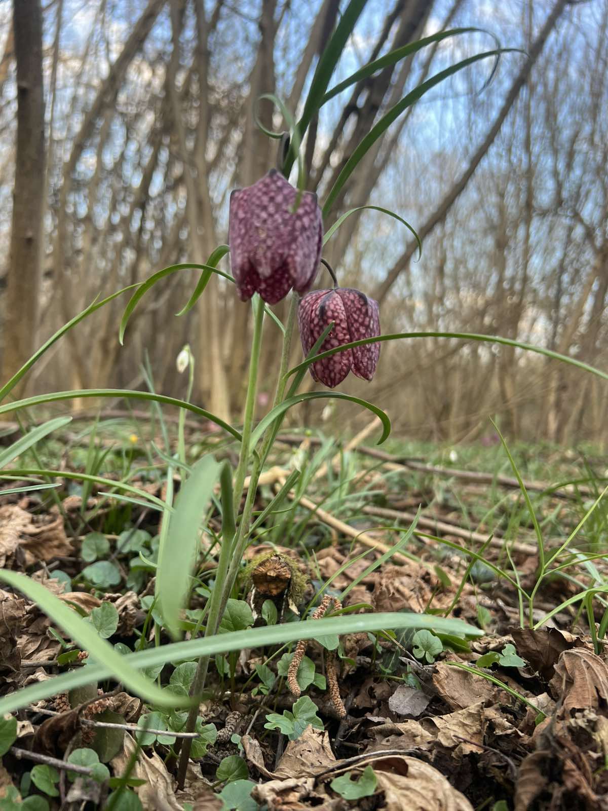 kockavica Marijan Kovač (8) kockavica Marijan Kovač (8)