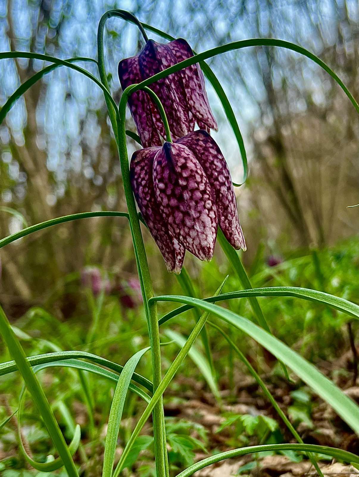 kockavica Marijan Kovač (9) kockavica Marijan Kovač (9)