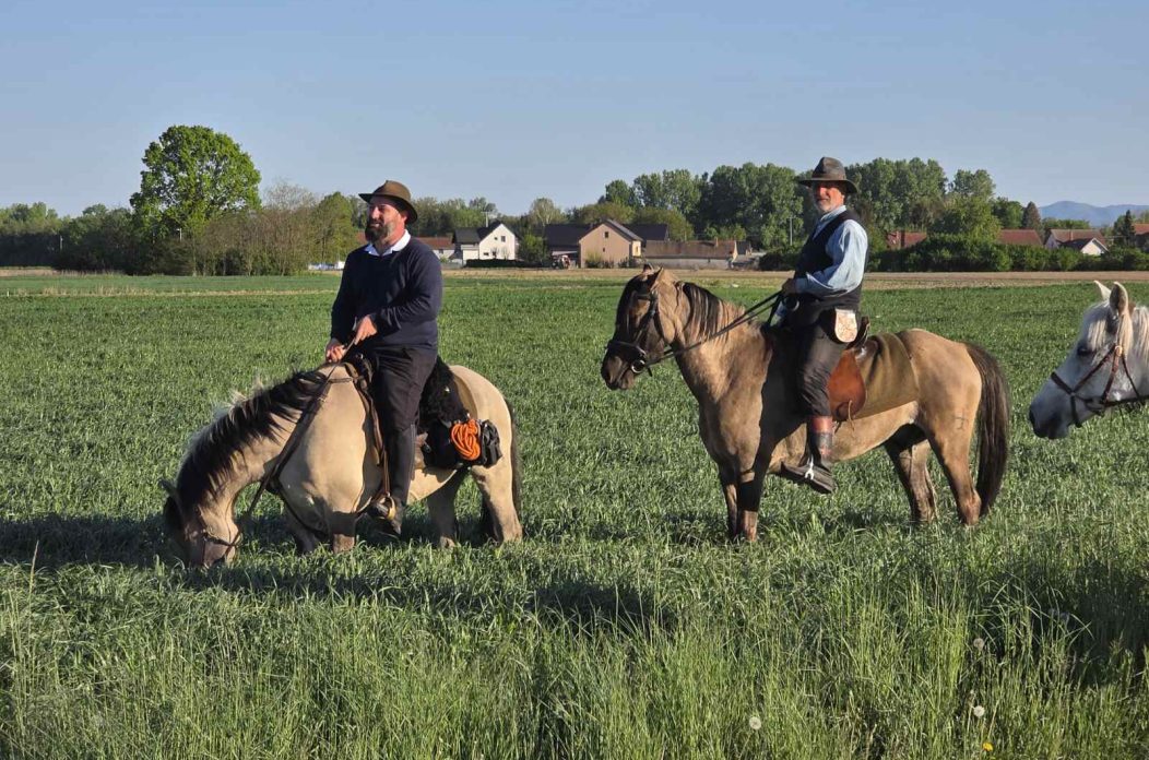 konji jahači Mađarska (2)