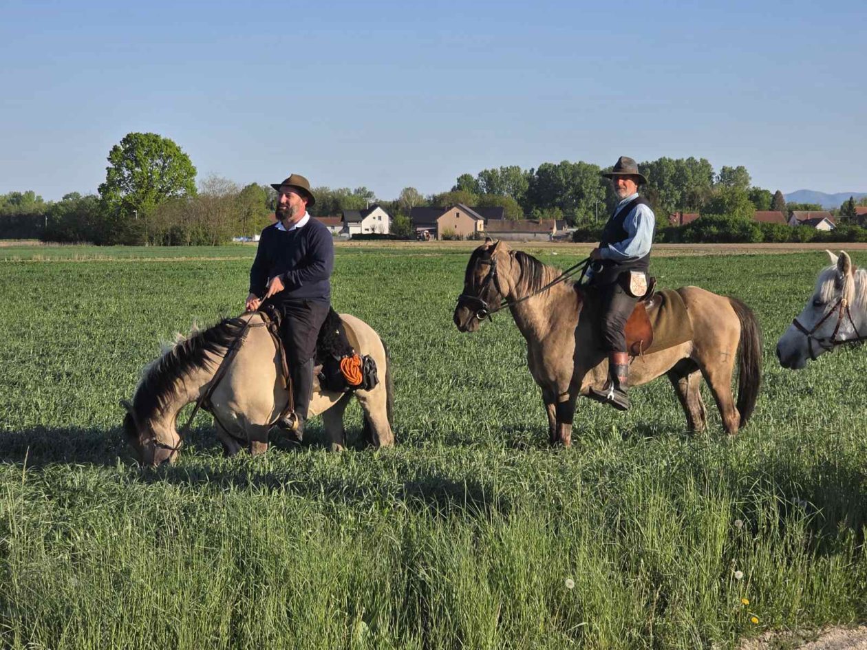 konji jahači Mađarska (2)