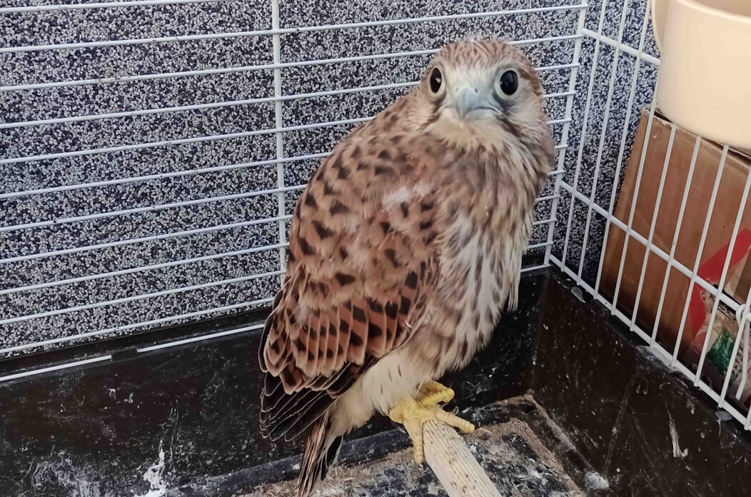 kotoripska vjetrusa – foto Antonio Kruselj