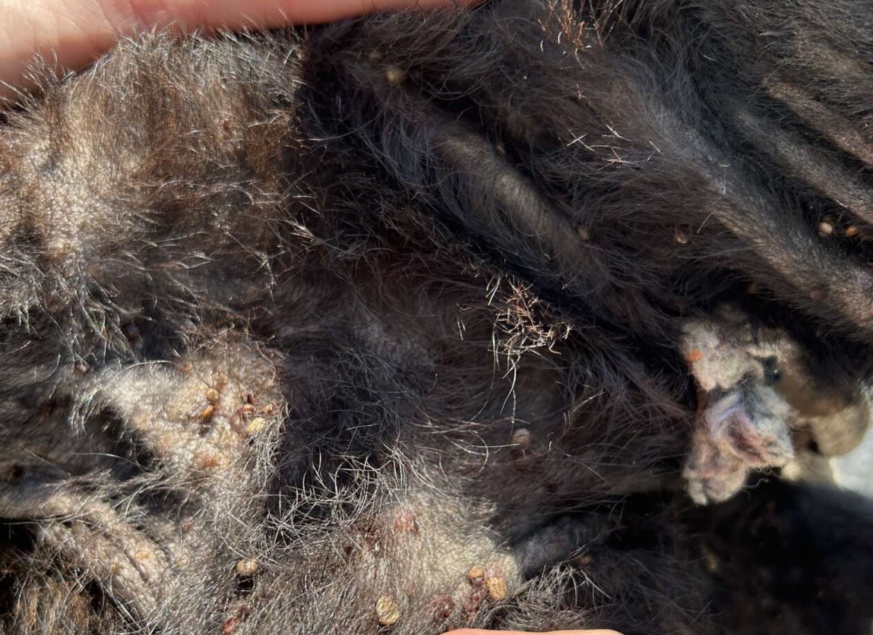 krpelji,psi,romska naselja (1)