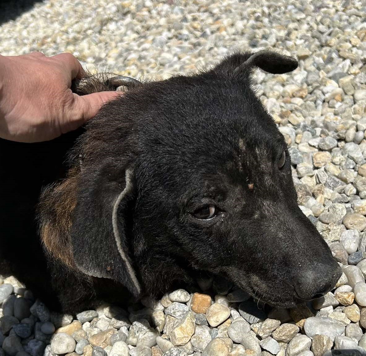 krpelji,psi,romska naselja (2) krpelji,psi,romska naselja (2)