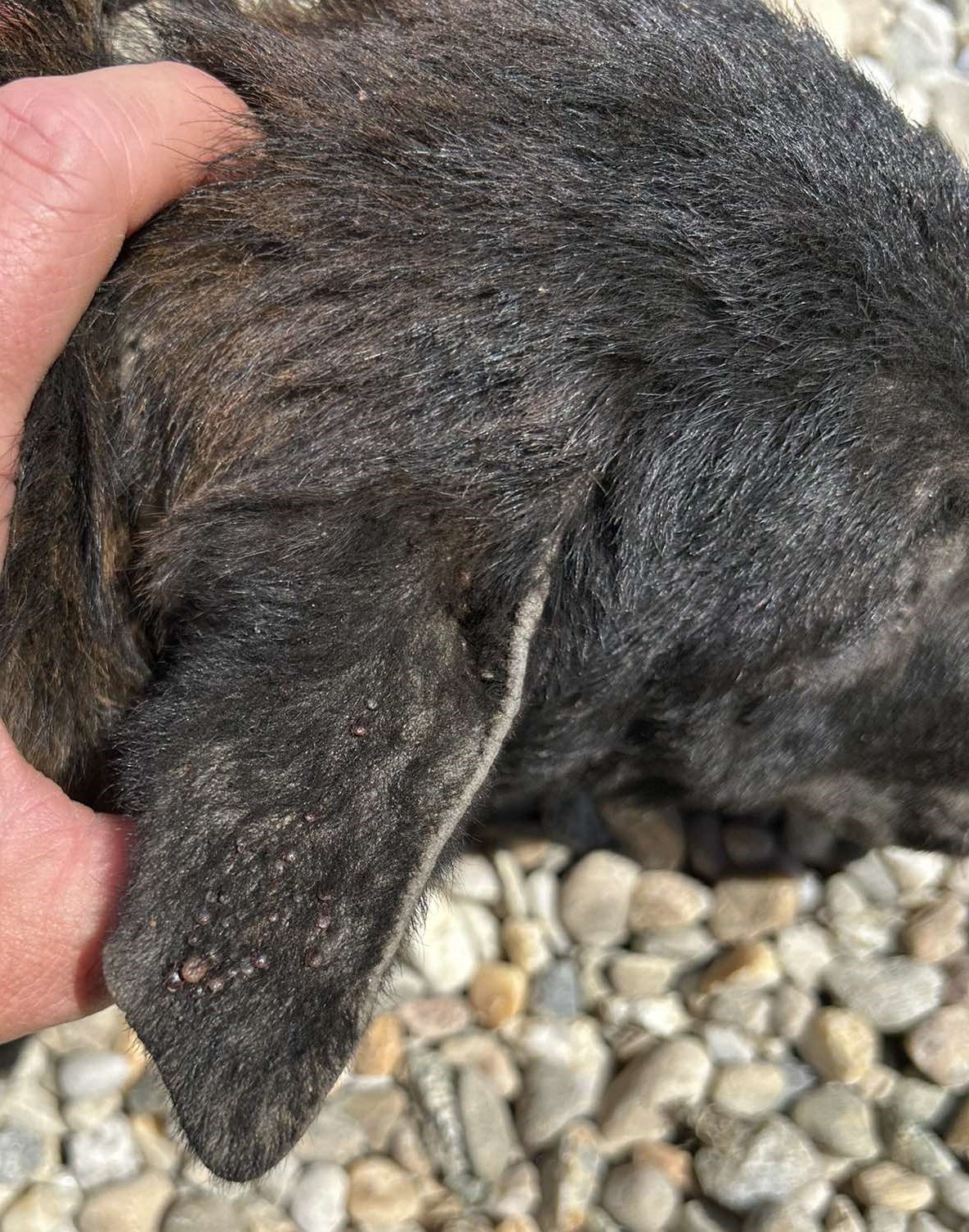 krpelji,psi,romska naselja (3) krpelji,psi,romska naselja (3)