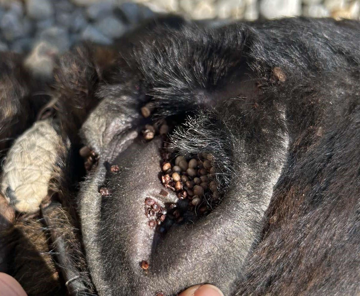 krpelji,psi,romska naselja (4) krpelji,psi,romska naselja (4)