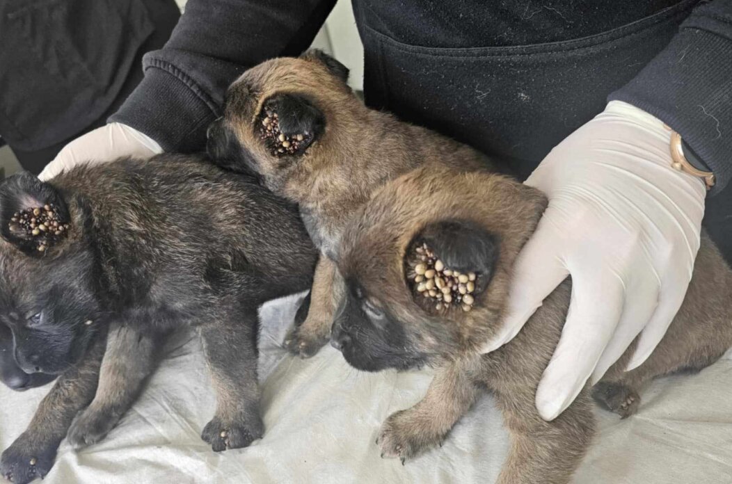 krpelji,psi,romska naselja (5) krpelji,psi,romska naselja (5)