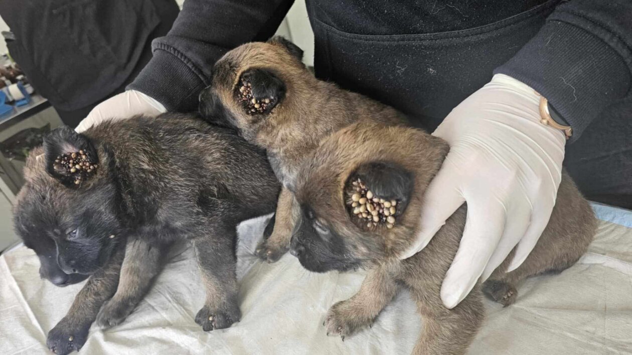 krpelji,psi,romska naselja (5)