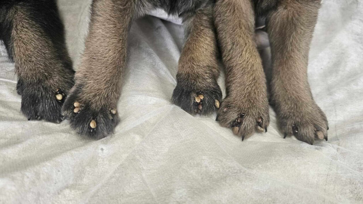 krpelji,psi,romska naselja (6)