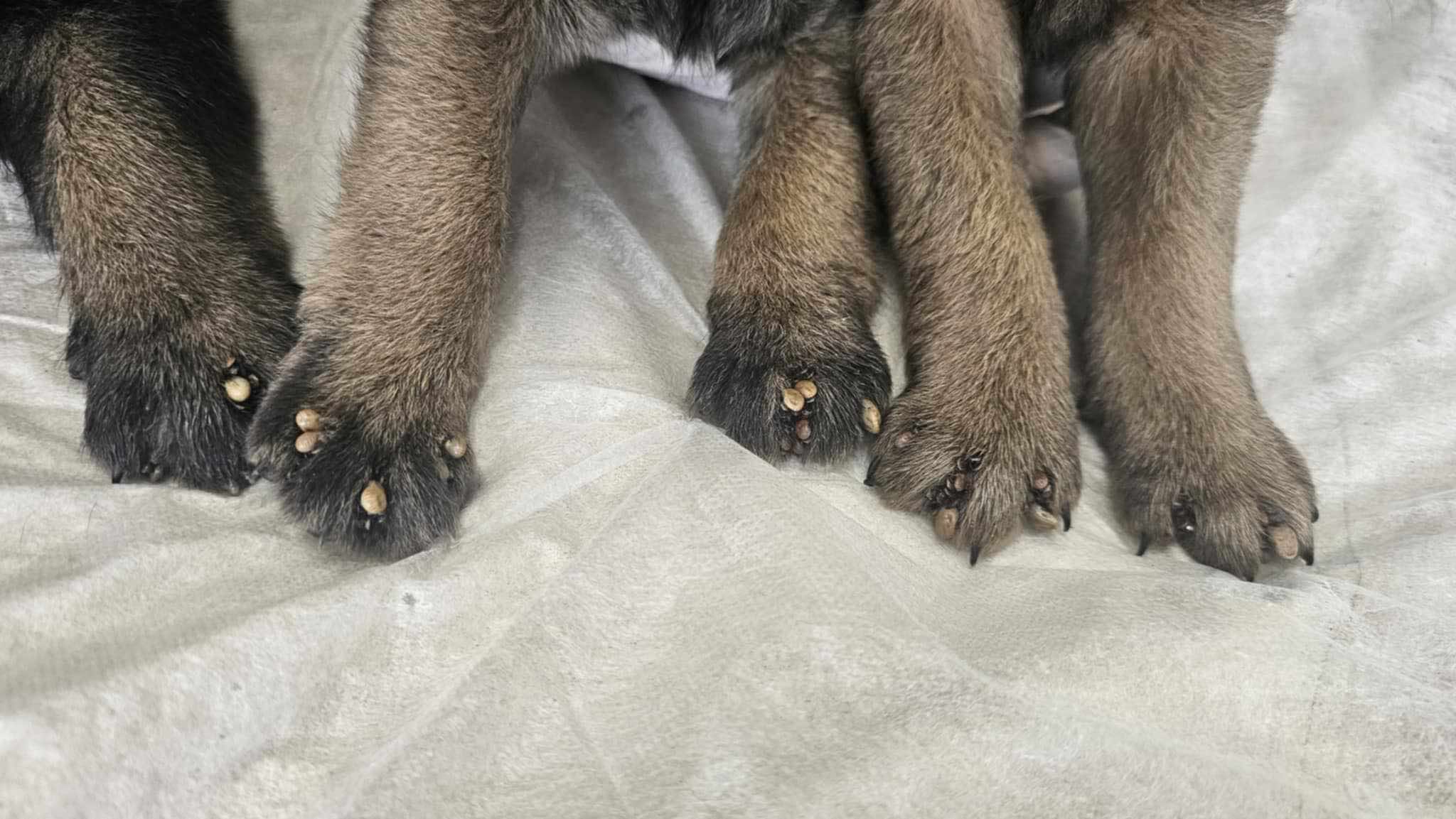 krpelji,psi,romska naselja (6) krpelji,psi,romska naselja (6)