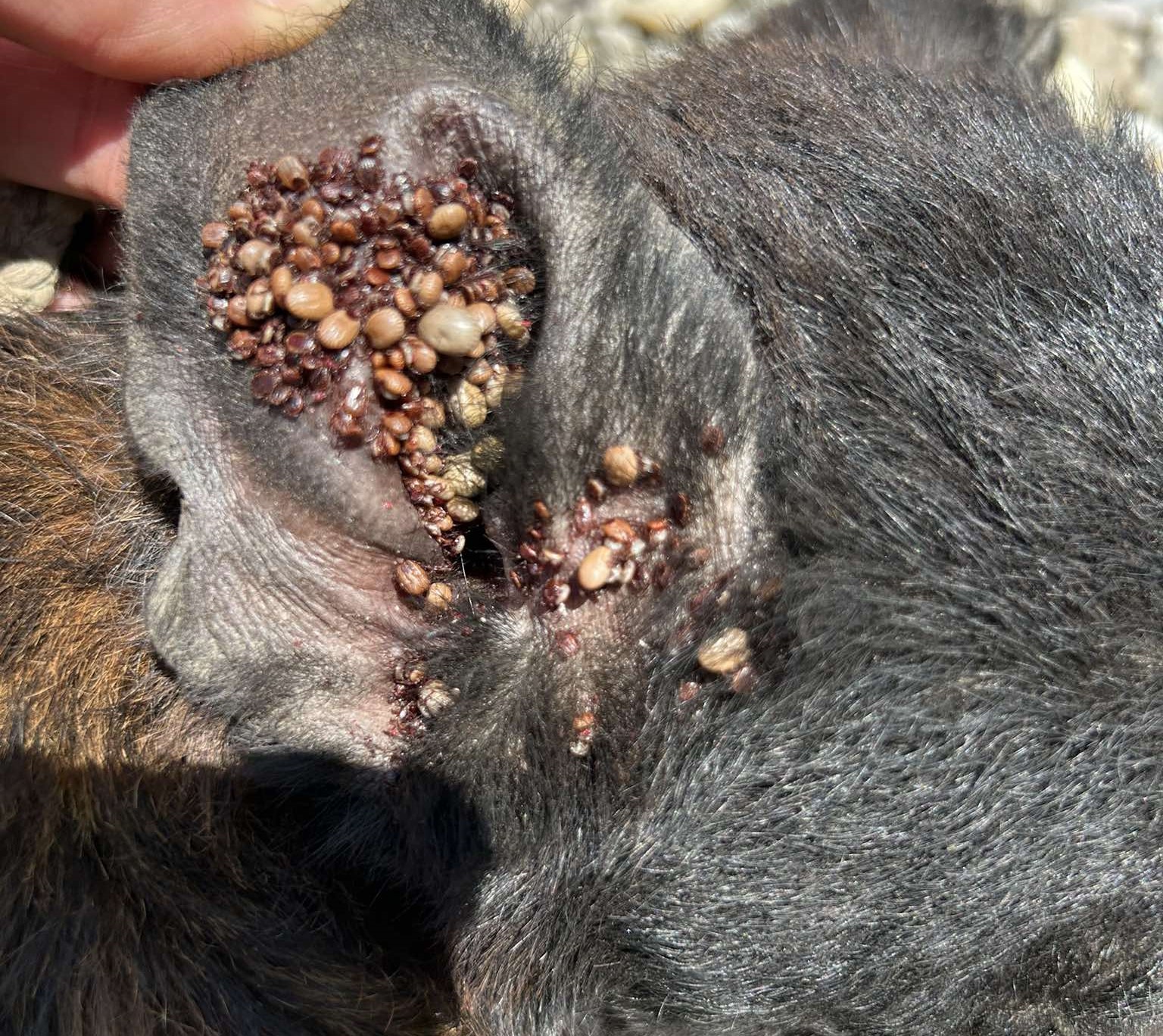 krpelji,psi,romska naselja (7) krpelji,psi,romska naselja (7)