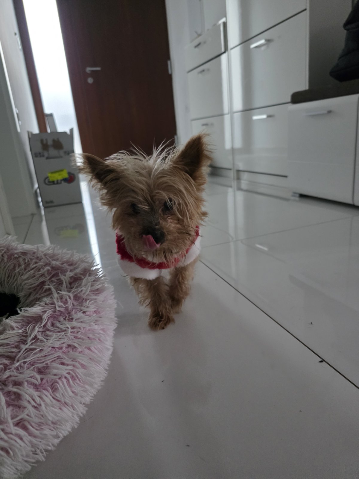 kućni ljubimci blagdanski (1)