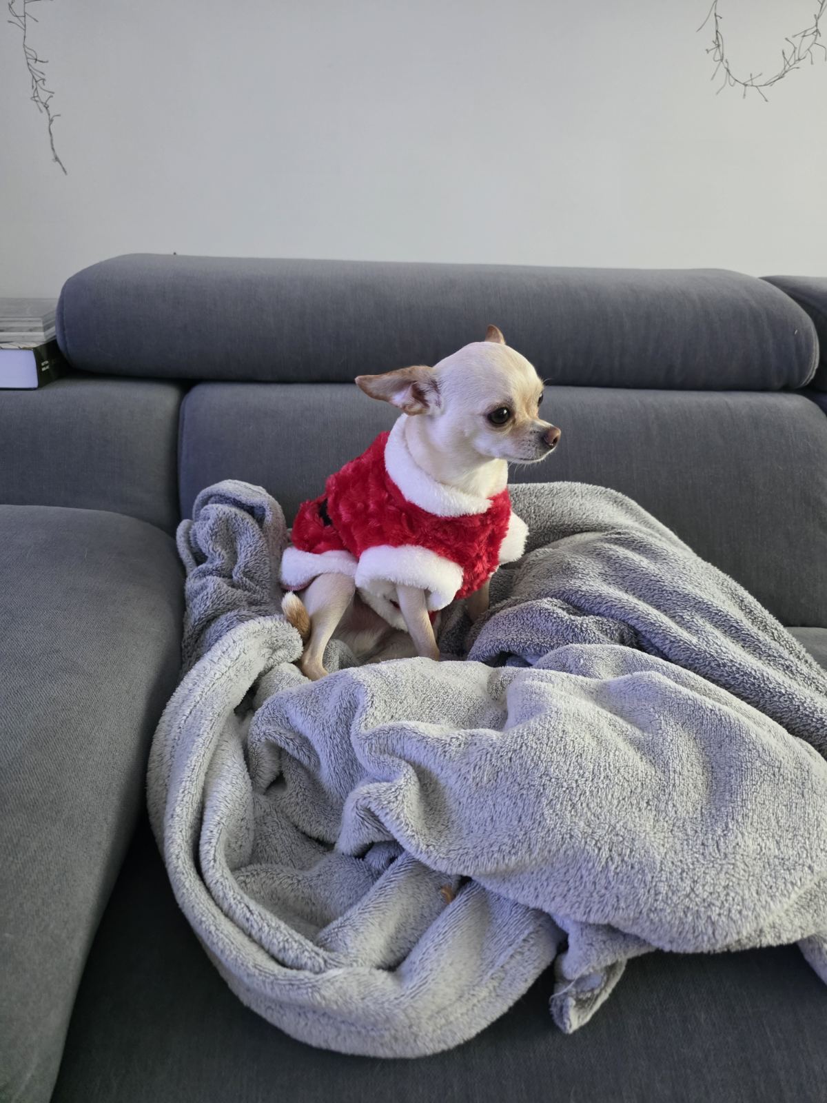 kućni ljubimci blagdanski (2)