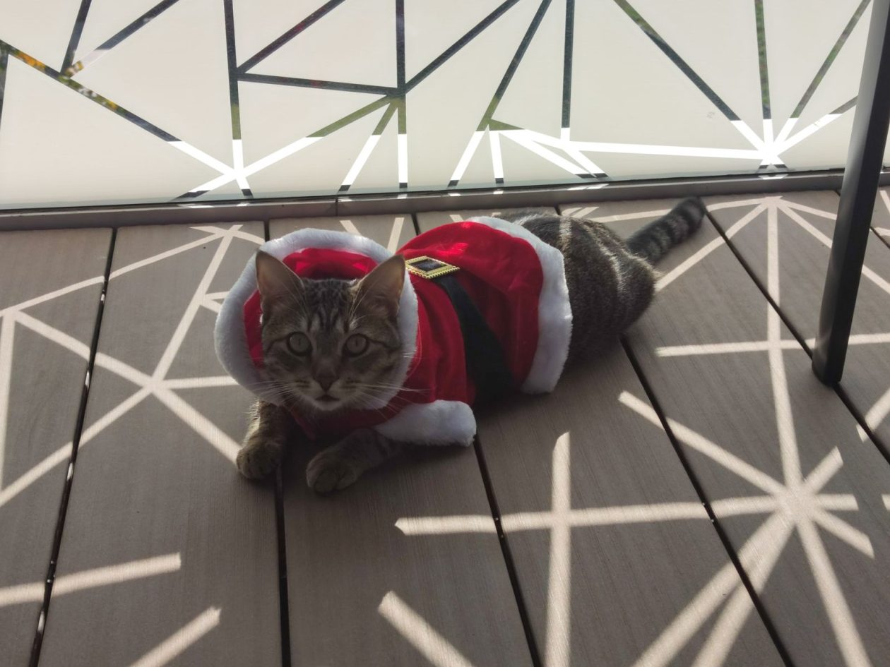 kućni ljubimci blagdanski (3)