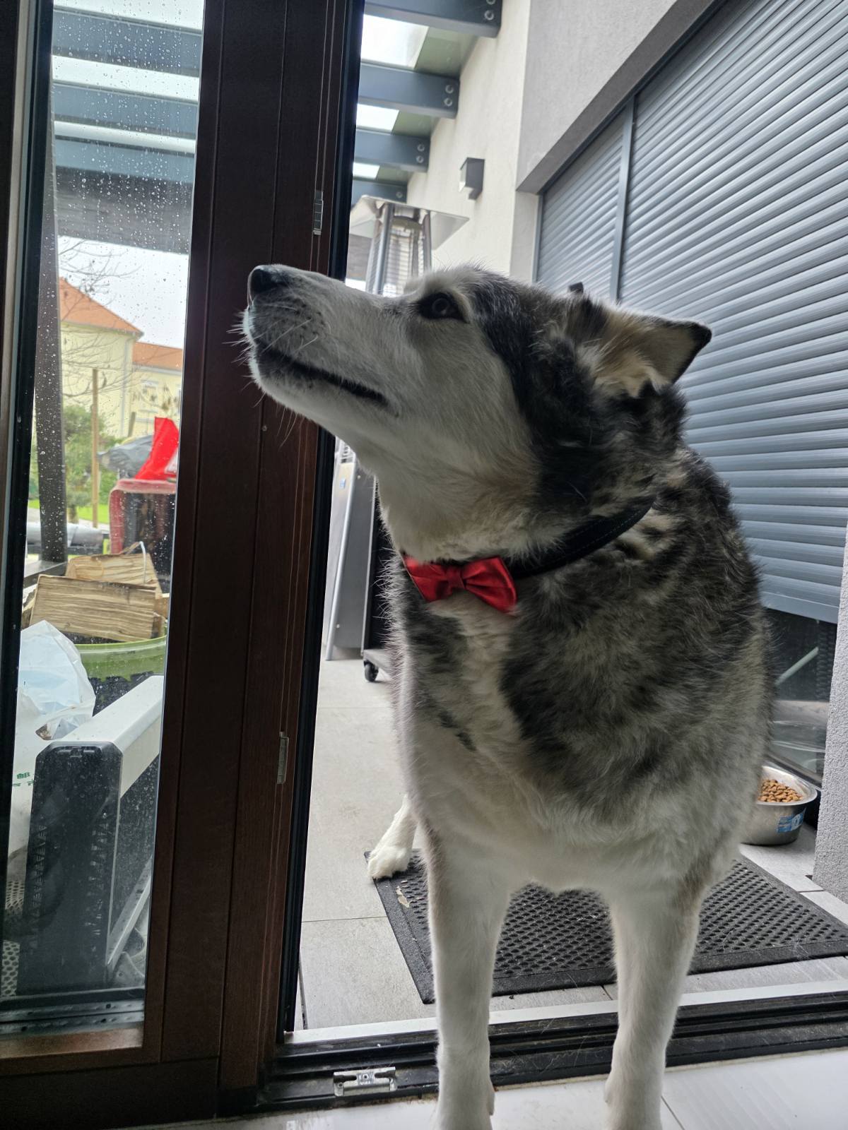 kućni ljubimci blagdanski (4)