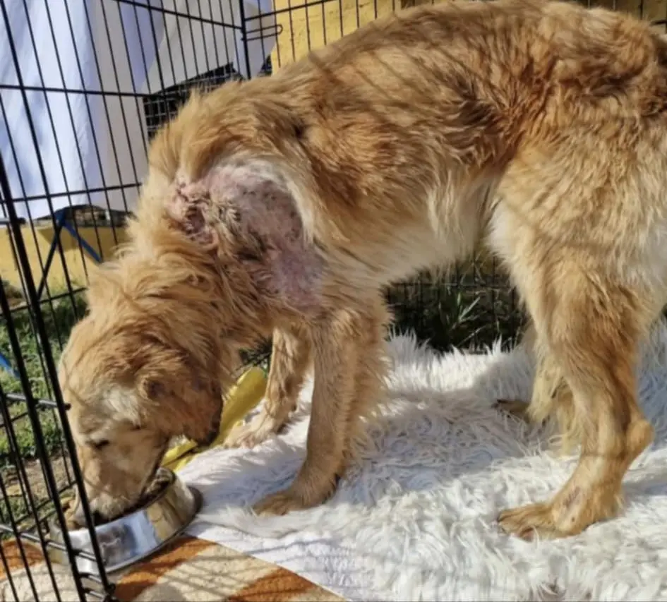 kunić (1) kunić (1)