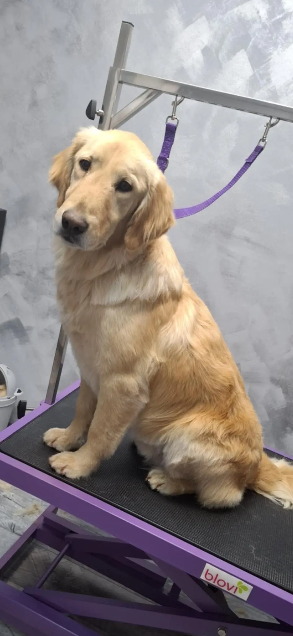 kunić (10) kunić (10)