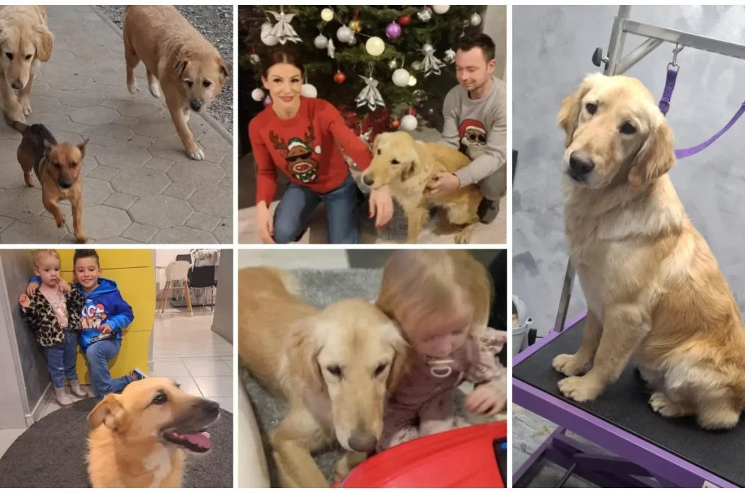 kunić (11) kunić (11)