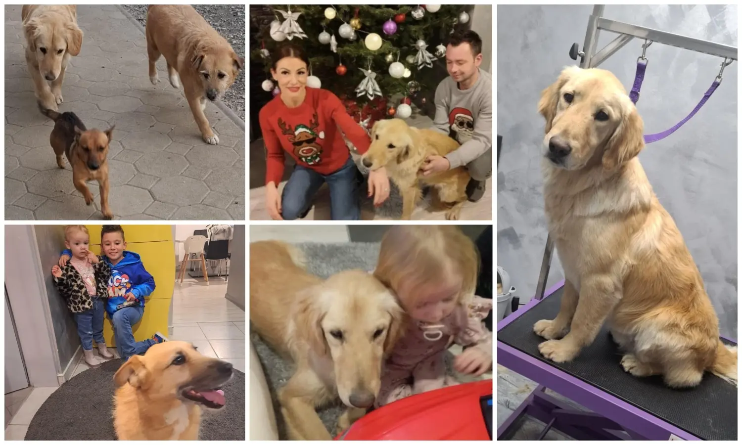 kunić (11) kunić (11)