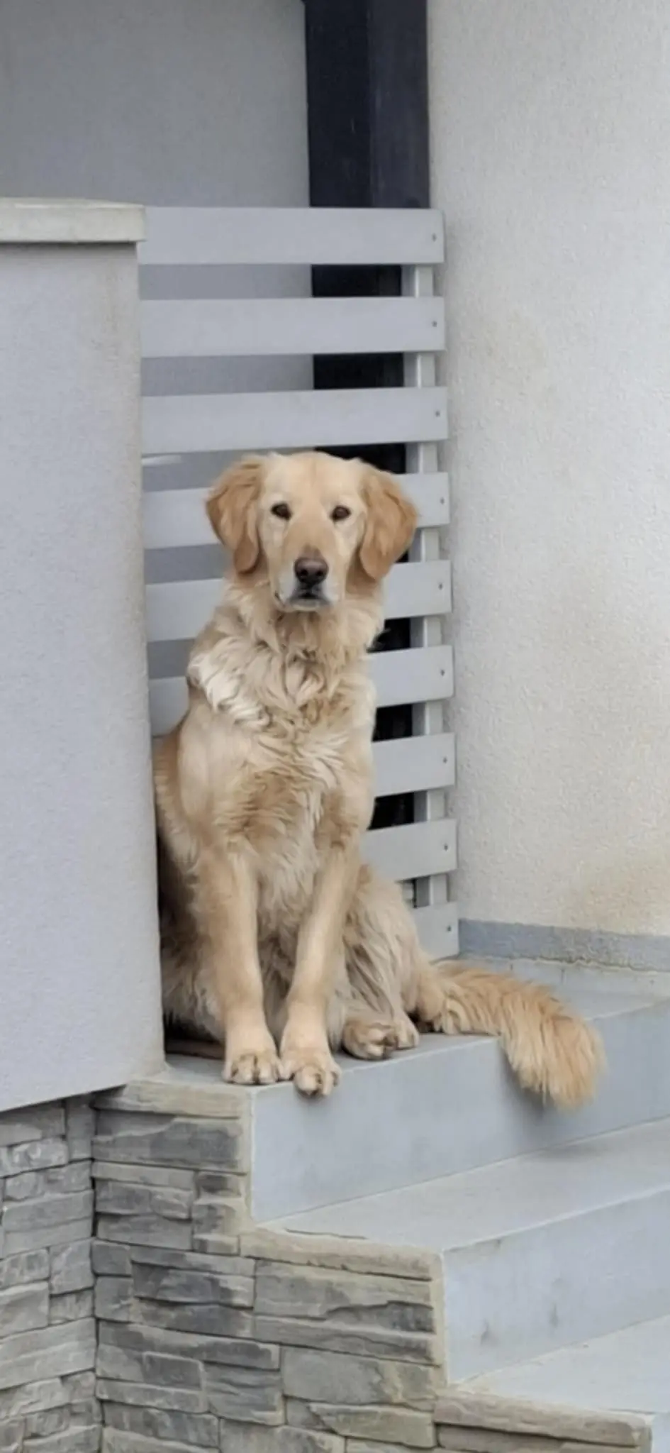 kunić (2) kunić (2)