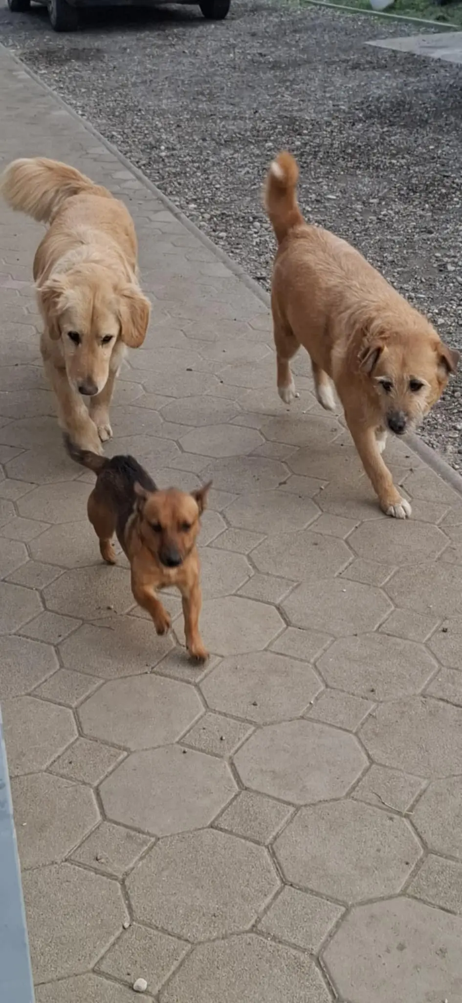 kunić (5) kunić (5)