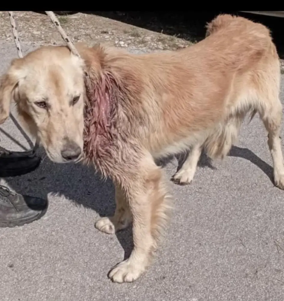 kunić (6) kunić (6)