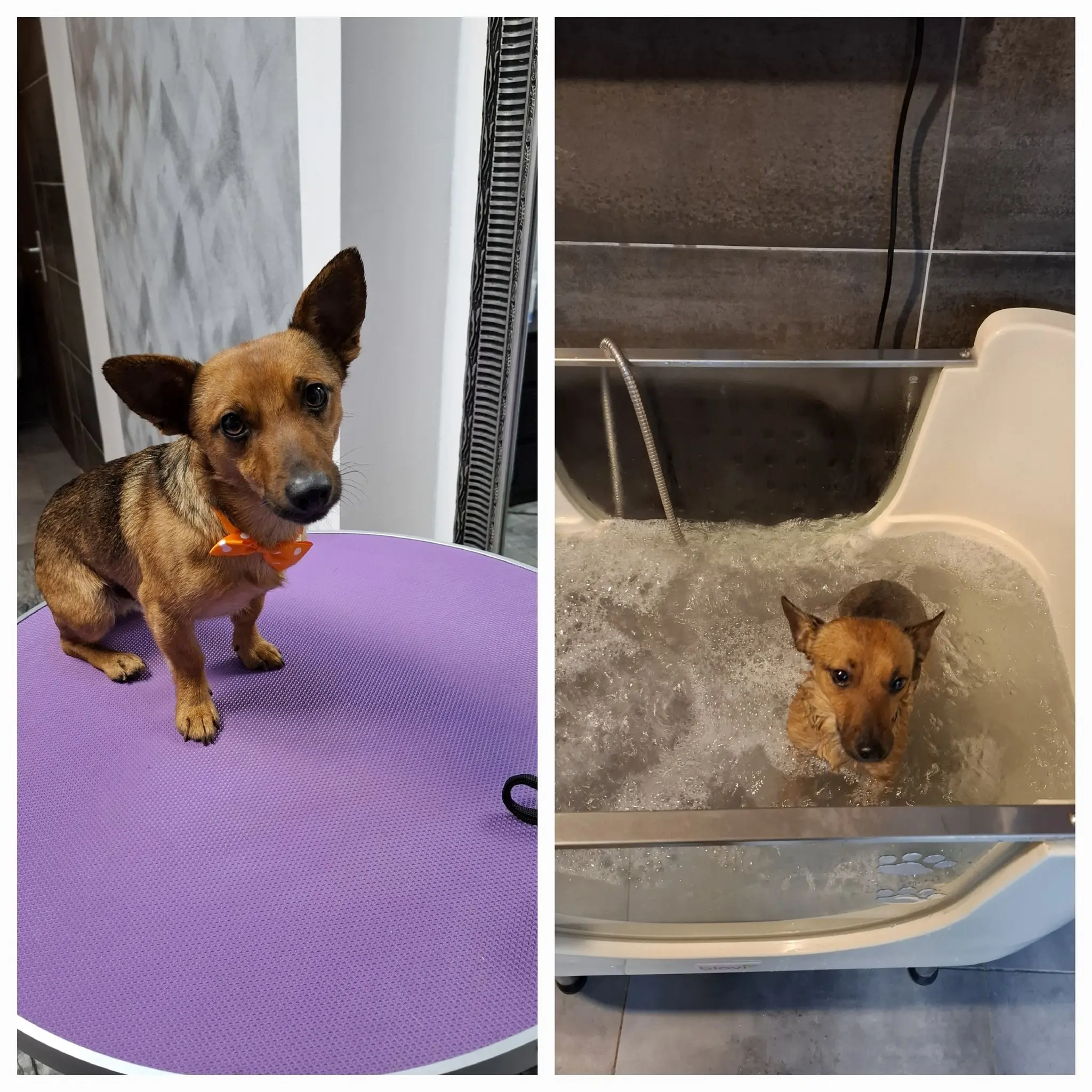 kunić (7) kunić (7)