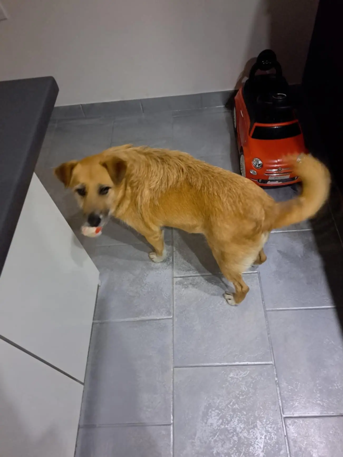 kunić (8) kunić (8)