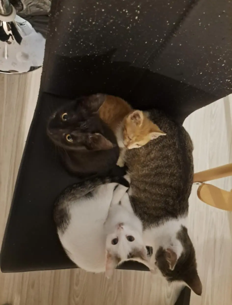 kunić (9) kunić (9)