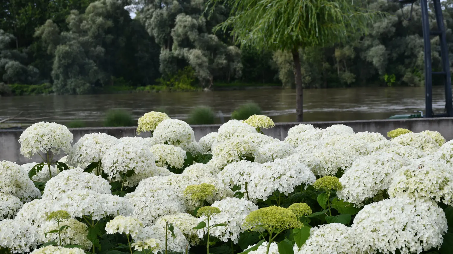 langoši, mursko središće (1) langoši, mursko središće (1)