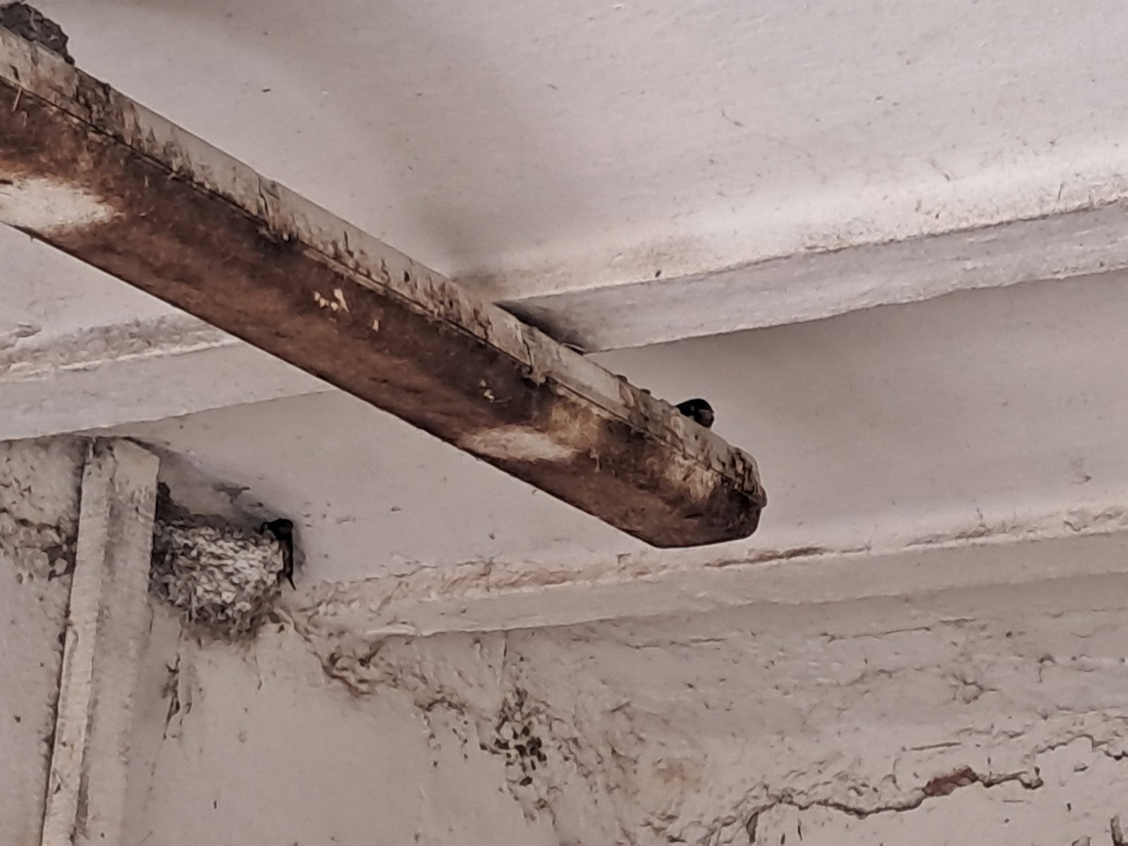 lastavice, oporovec,opg zaddravec (1) lastavice, oporovec,opg zaddravec (1)