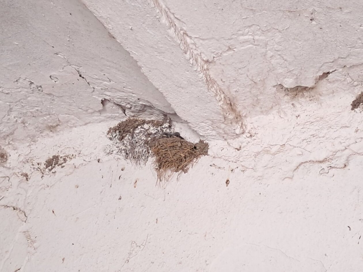 lastavice, oporovec,opg zaddravec (3)