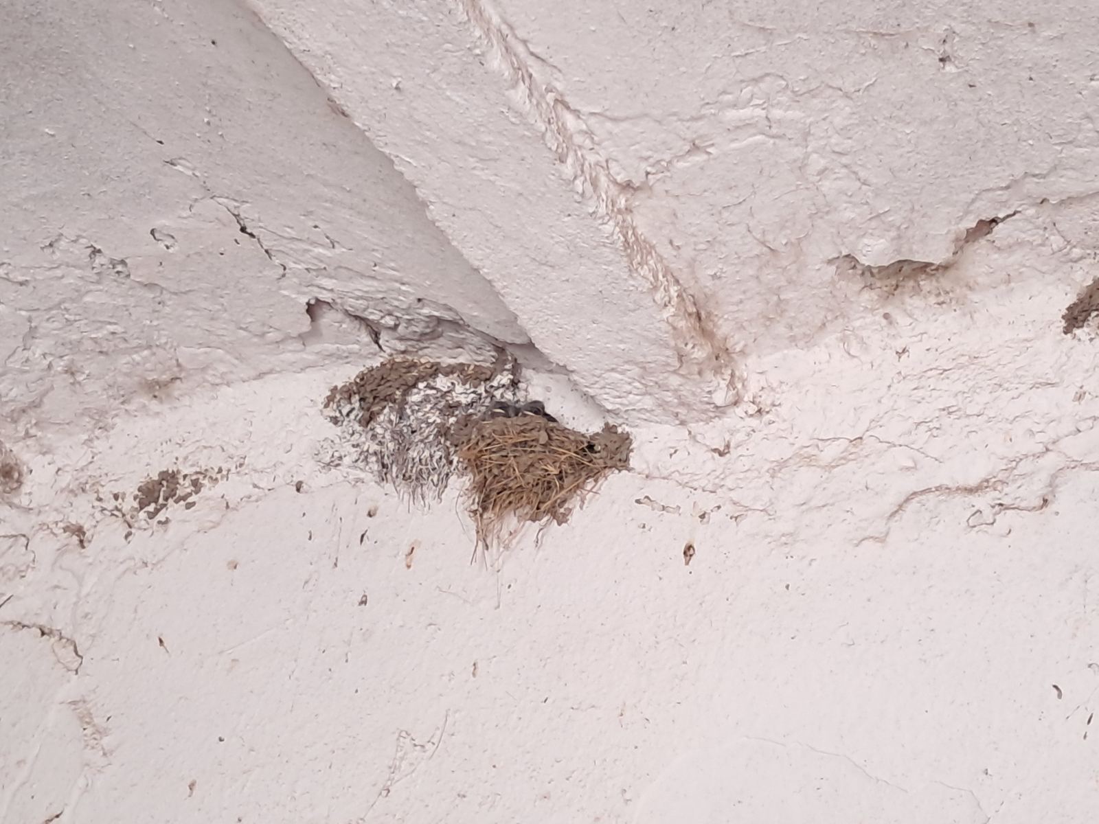 lastavice, oporovec,opg zaddravec (3) lastavice, oporovec,opg zaddravec (3)