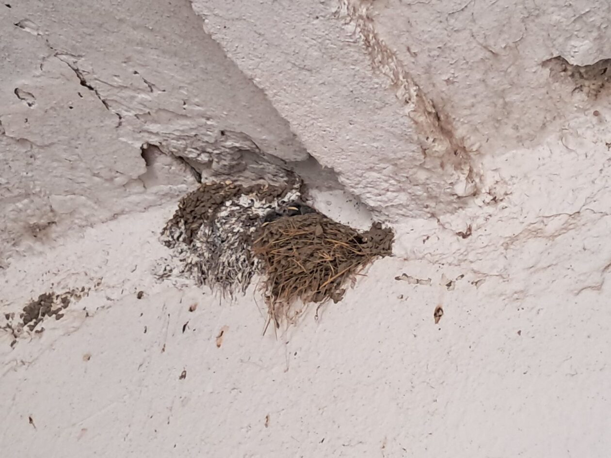 lastavice, oporovec,opg zaddravec (4)