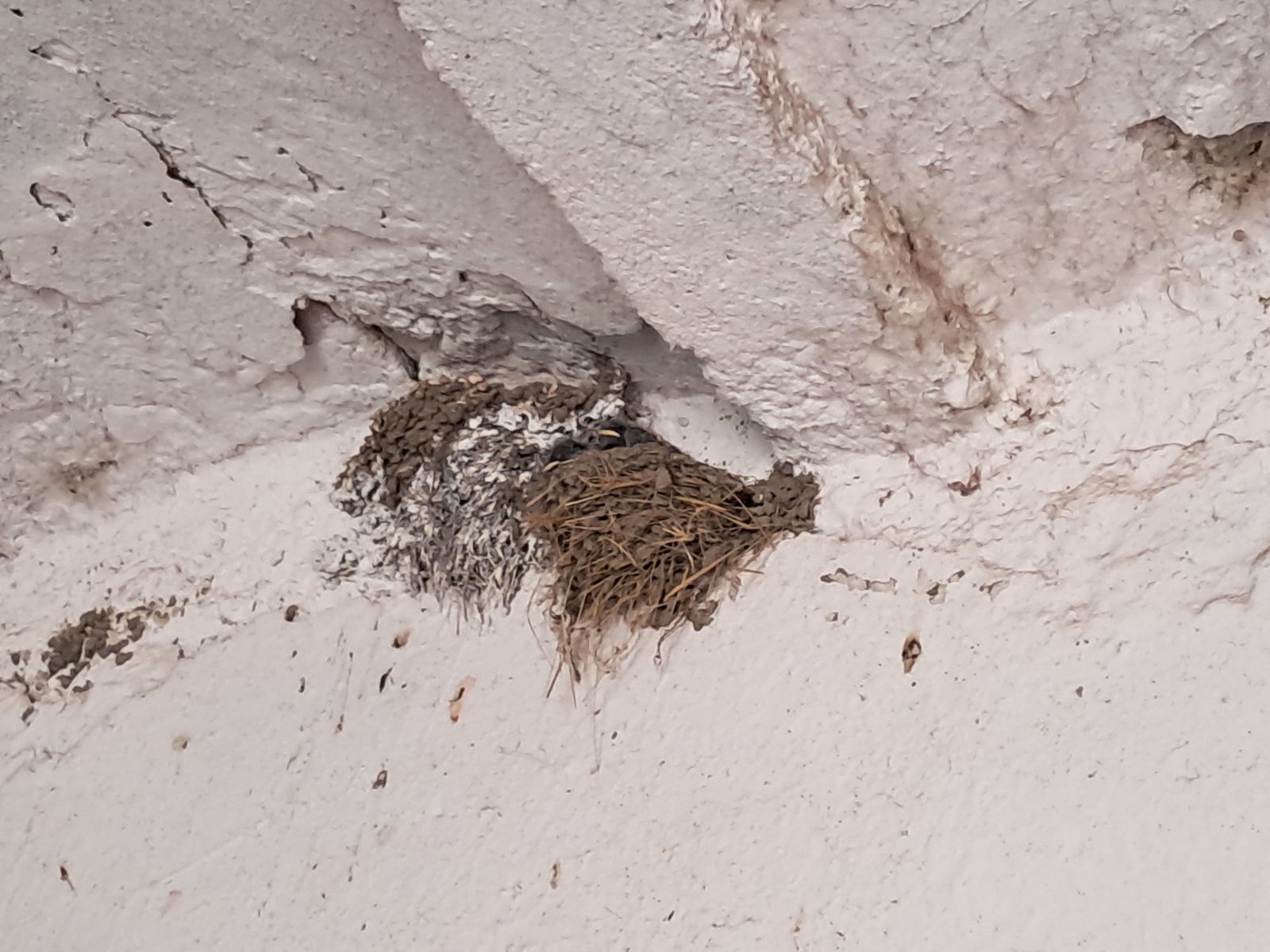 lastavice, oporovec,opg zaddravec (4) lastavice, oporovec,opg zaddravec (4)