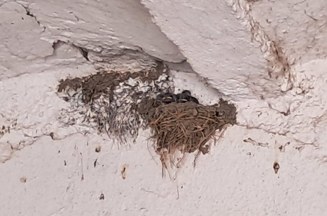 lastavice, oporovec,opg zaddravec (5) lastavice, oporovec,opg zaddravec (5)