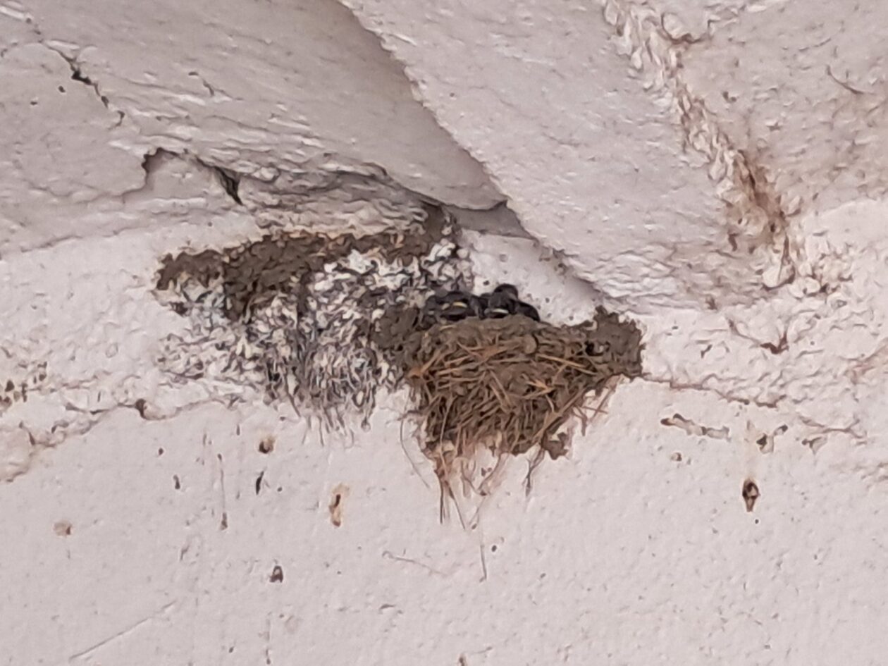 lastavice, oporovec,opg zaddravec (5)