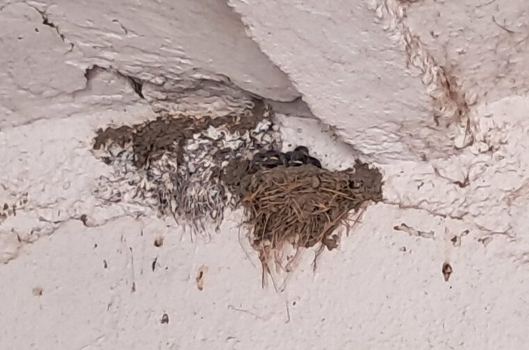 lastavice, oporovec,opg zaddravec (5)