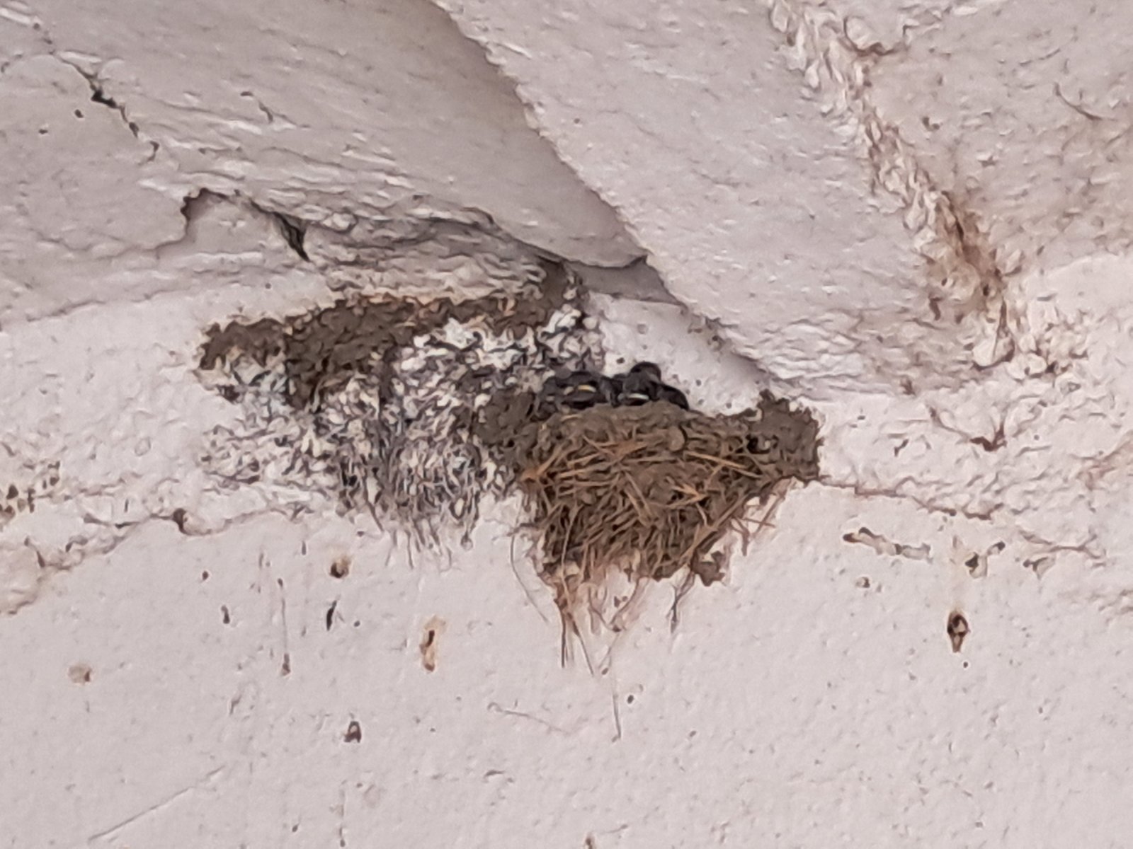 lastavice, oporovec,opg zaddravec (5) lastavice, oporovec,opg zaddravec (5)