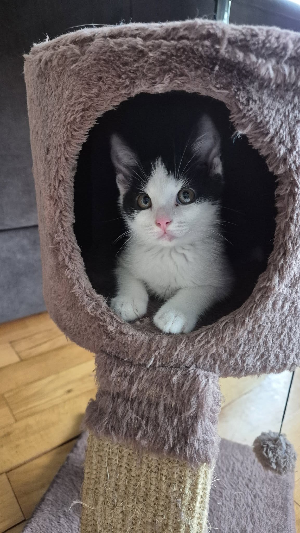 mačka 11 (naslovna)