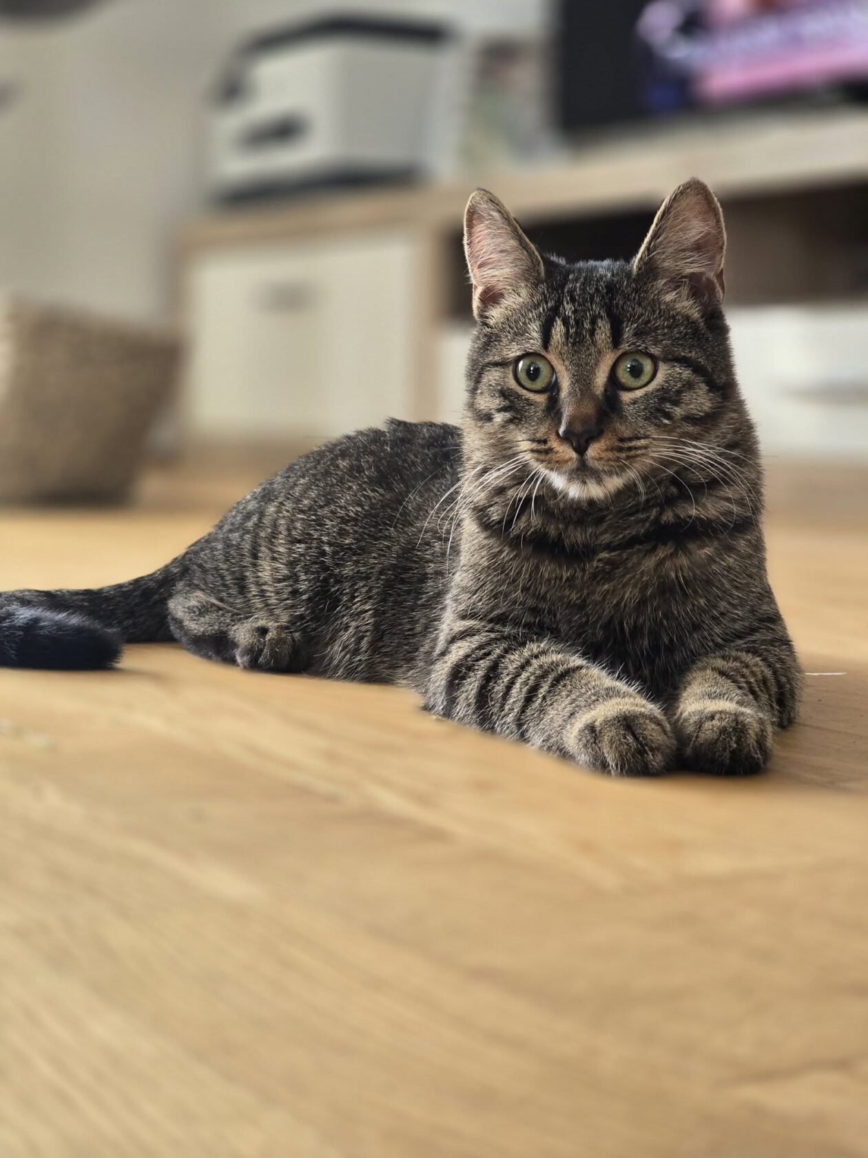 mačka 12 (naslovna) mačka 12 (naslovna)