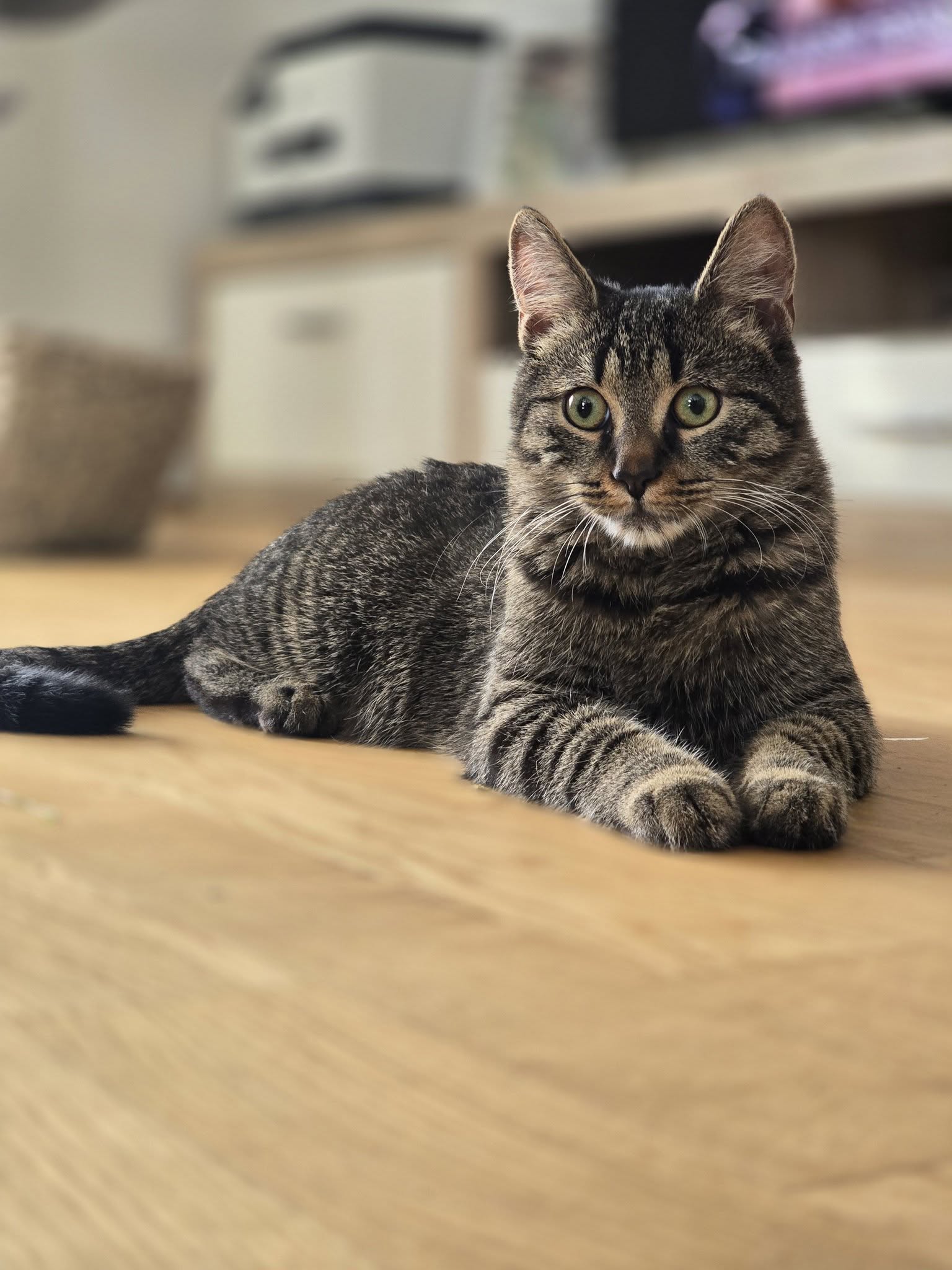 mačka 12 (naslovna)