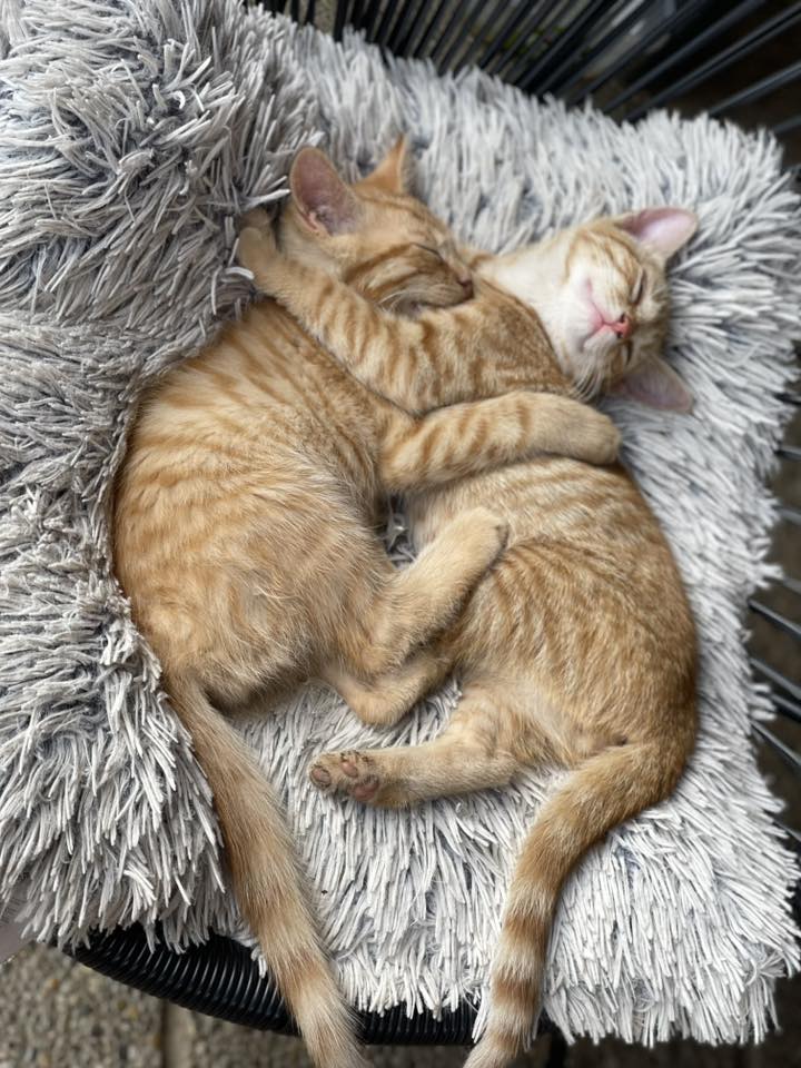 mačka 22 (naslovna)