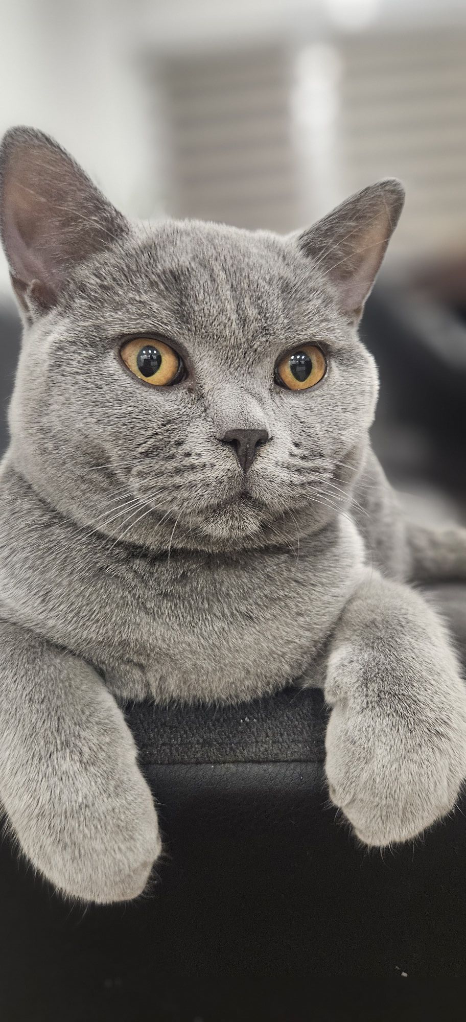 mačka 23 (naslovna)