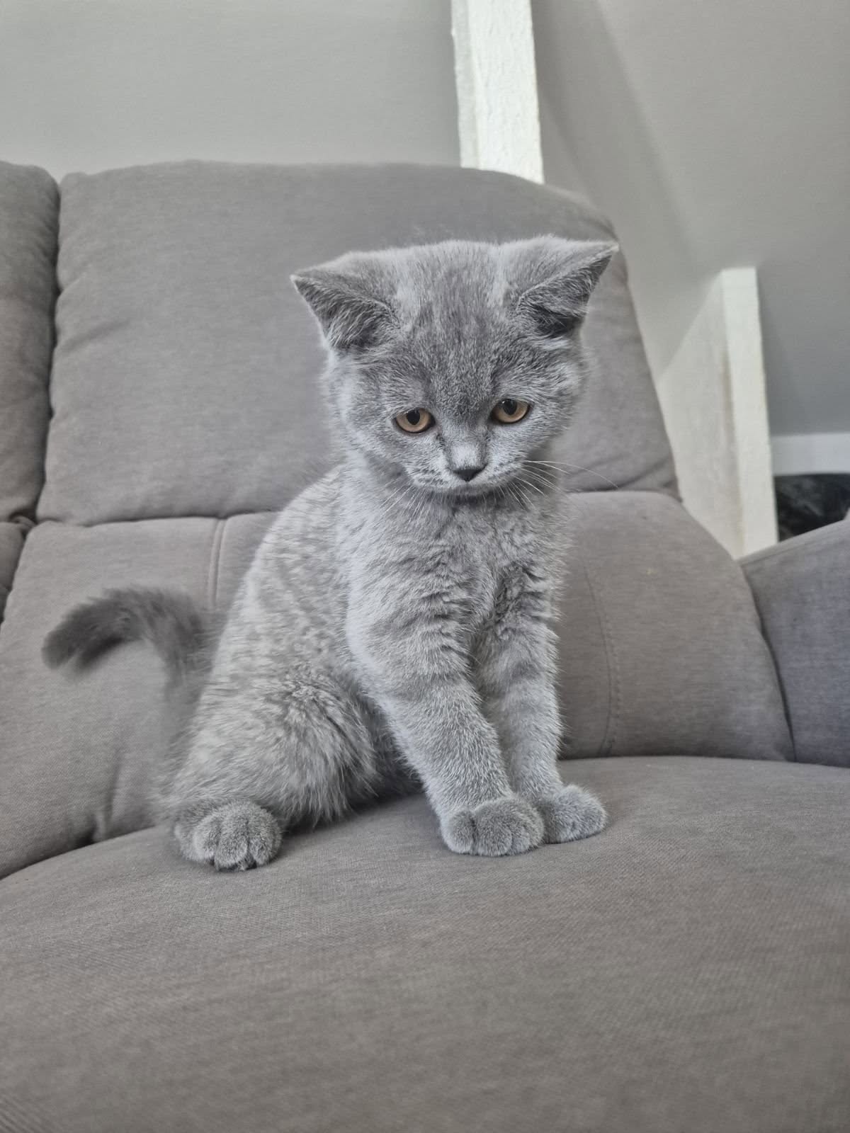 mačka 25 (naslovna)