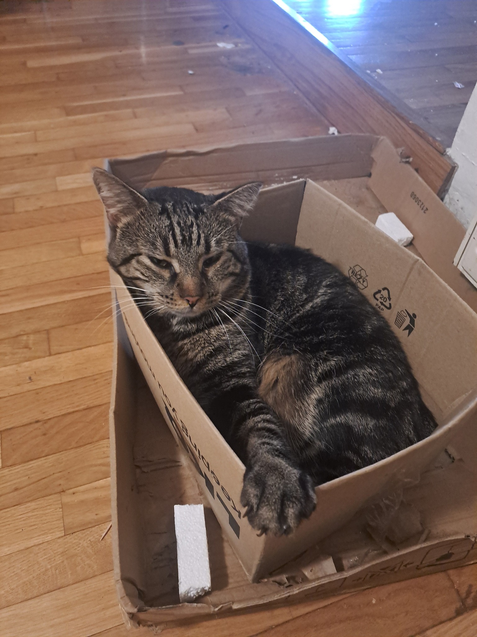 mačka 32 (naslovna)