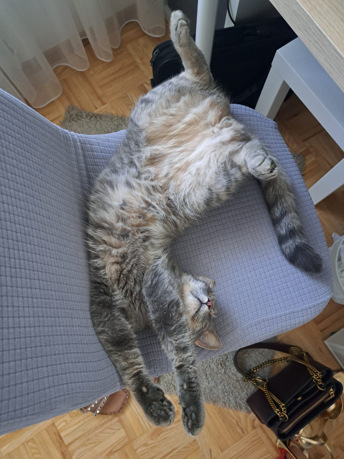 mačka 34 (naslovna)