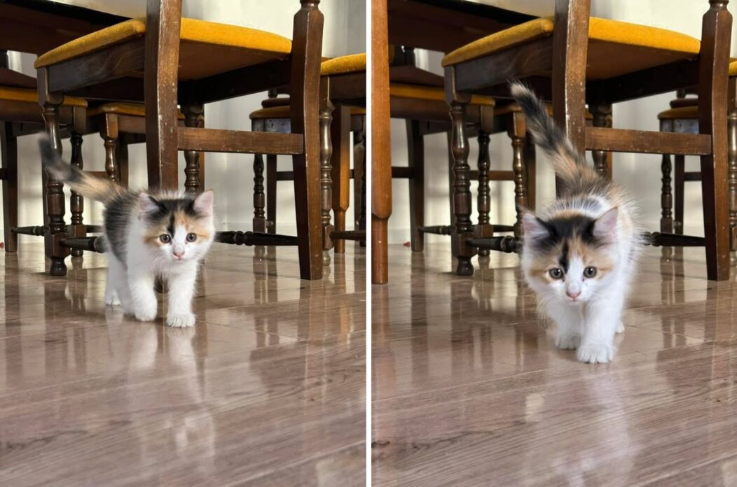 mačka (potraga) naslovna